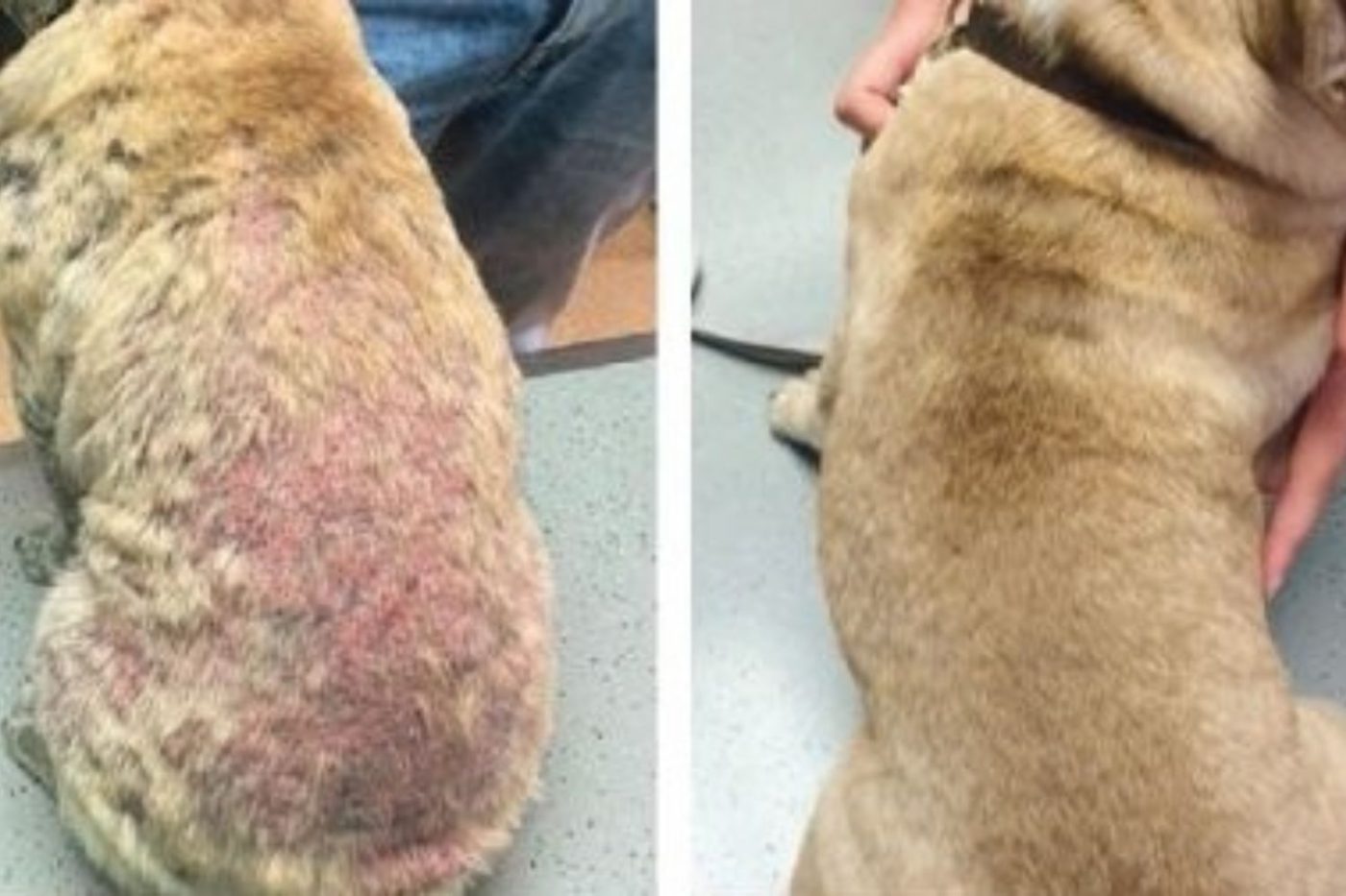 Hundeshampoo gegen Milben Welches hilft? Gesunde Vierbeiner