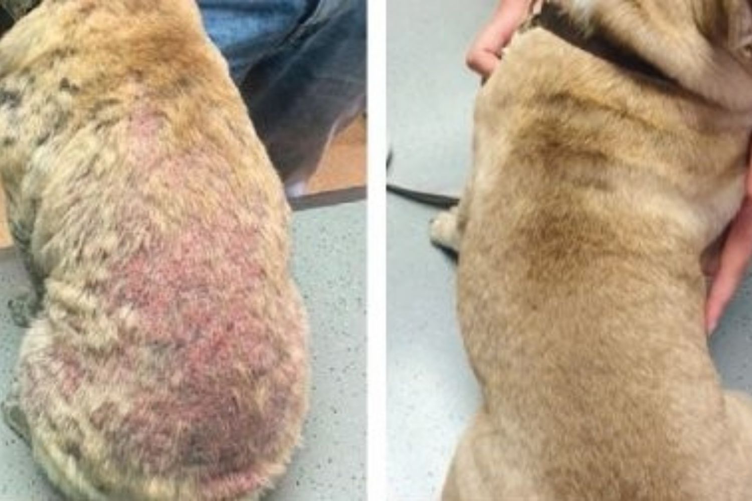 was hilft gegen mundgeruch beim hund