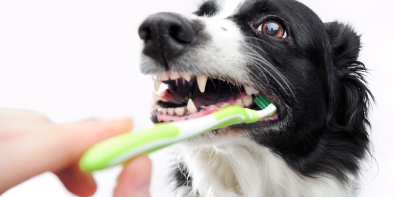 Mundgeruch und Zahnstein beim Hund Gesunde Vierbeiner